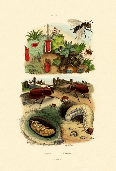 Rhinoceros Beetle by French School